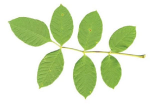 Ash Leaf 50g - Crisdietética