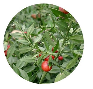 Gilbardeira Pflanze 50g - Chrysdietética