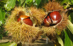 Chestnut Leaf 50g - Magabel - Crisdietética